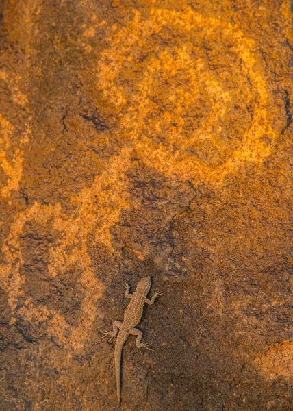 AZ, Painted Rock Petroglyph Site and lizard
